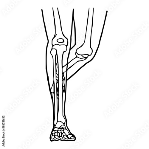 Human legs hand drawn icon. Anatomical structure of the knee and ankle joints doodle design.