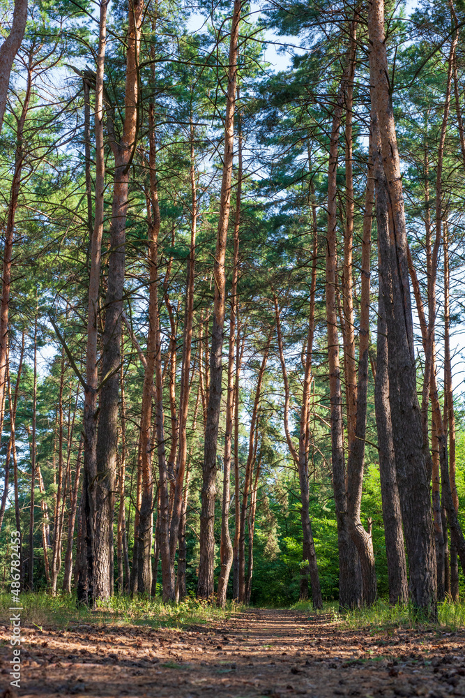 Fototapeta premium Forest