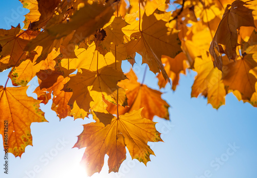 Autumn leaves on sky