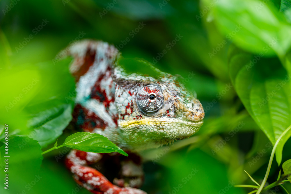 Camouflage chameleon is hiding on a branch Camouflage chameleon is hiding on a branch