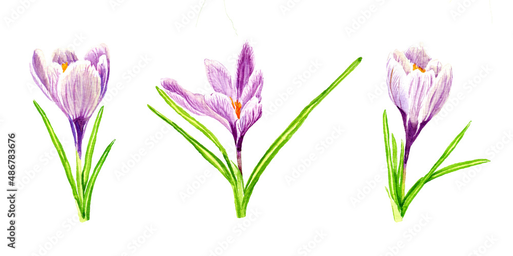 Set of three watercolor spring crocus flowers. Isolated illustration on white background. Hand drawn painting. Set of three watercolor spring crocus flowers. Isolated illustration on white background. Hand drawn painting.