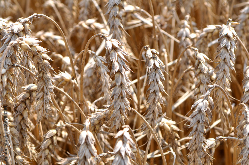 Fototapeta premium The wheat is ripe in the field