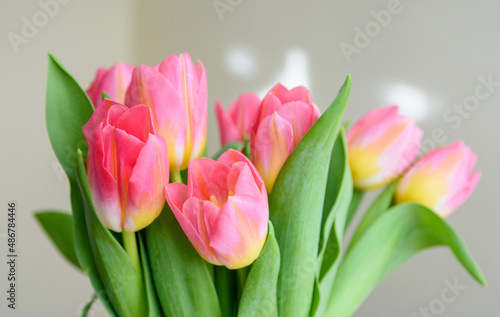 Tulipany. Piękny bukiet.