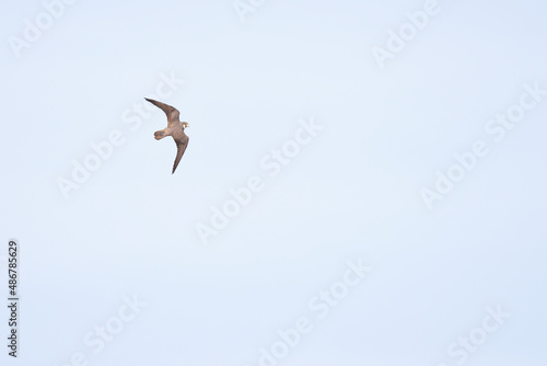 Eleonora's falcon (Falco eleonorae) in high speed in flight.