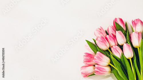 Pink tulips on white. Flat lay with copy space