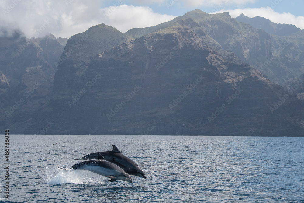 Fototapeta premium two dolphins jumping out of the water on a background of volcanic cliffs in tenerife