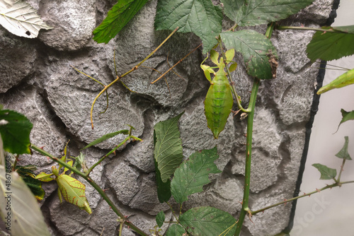 Philippine walking leaves or leaf insects (Phyllium philipinicum) in a terrarium photo