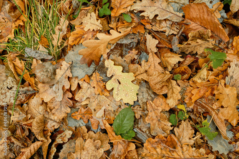 Autumn leaves on golden background. Autumn forest background. Yellow leaf Autumn leaves on golden background. Autumn forest background. Yellow leaf