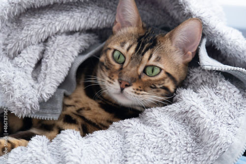 The cat sat comfortably in a fluffy jacket. Portrait of a Bengal cat. The concept of coziness © dewessa