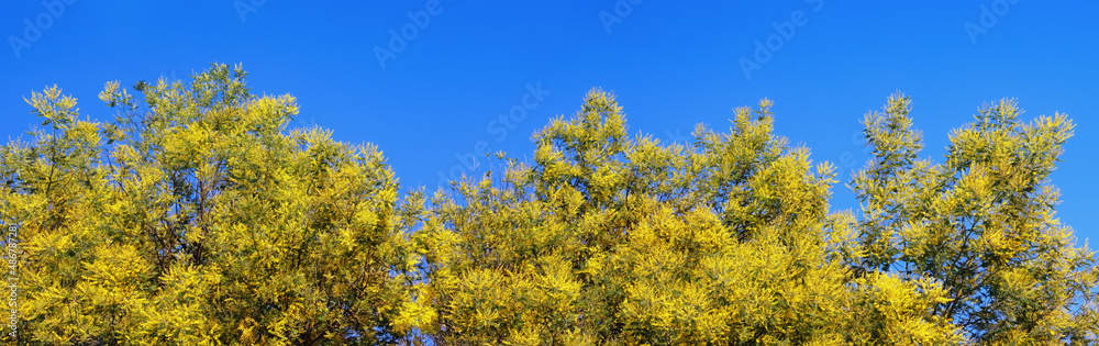 Acacia dealbata trees ( mimosa ) in bloom. Bright yellow flowers against blue sky. Natural floral border, space for text Acacia dealbata trees ( mimosa ) in bloom. Bright yellow flowers against blue sky. Natural floral border, space for text