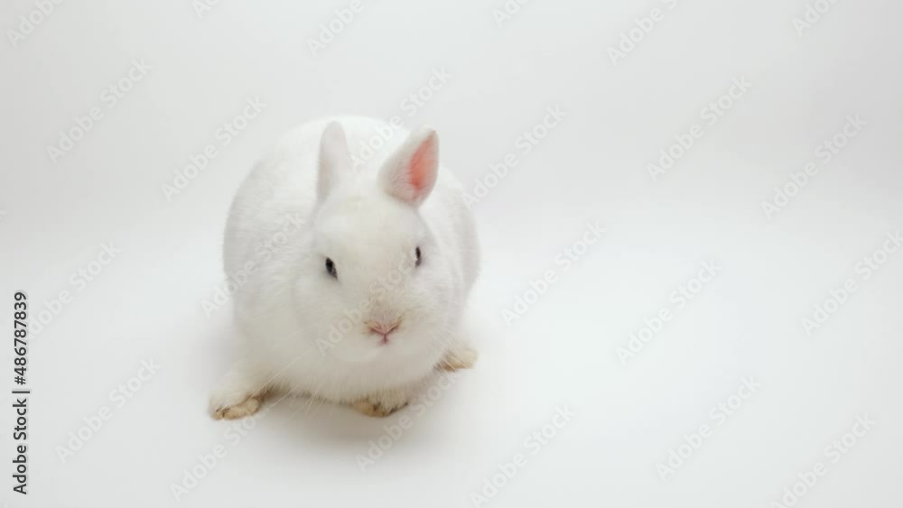A rabbit on a white background looks into the camera and moves its nose. A pet. Hare A rabbit on a white background looks into the camera and moves its nose. A pet. Hare