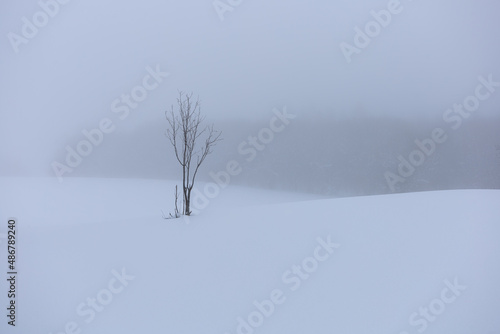 A bare tree stand alone in the snow covered land in the foggy winter afternoon. Isolated and minimalism with copy space.