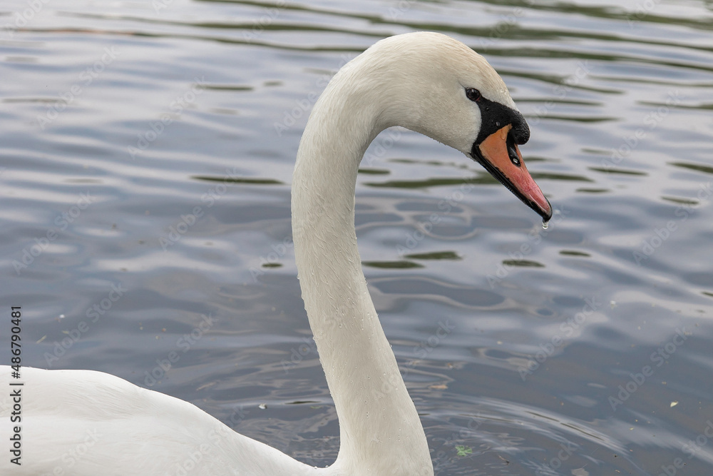 Obraz premium Лебедь