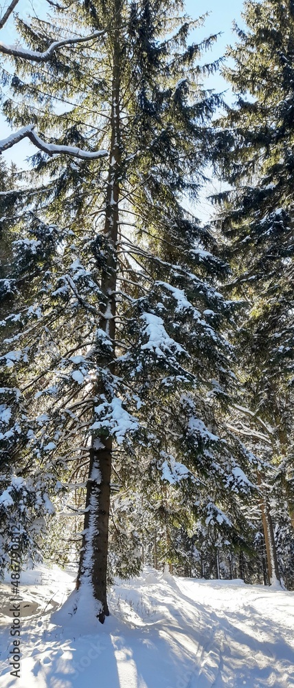 Fototapeta premium Zima, śnieg, drzewa