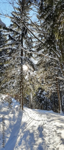 Zima, śnieg, drzewa