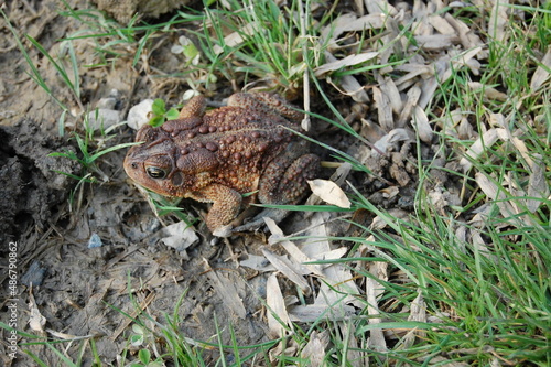 Eastern American toad living in the woods along the Big Elk Creek, in Fair Hill, Cecil County, Maryland.