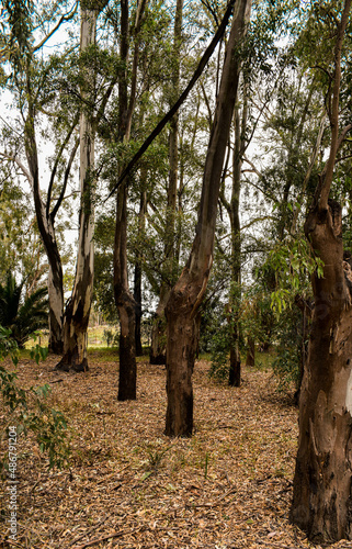 Big trees in a big forest 