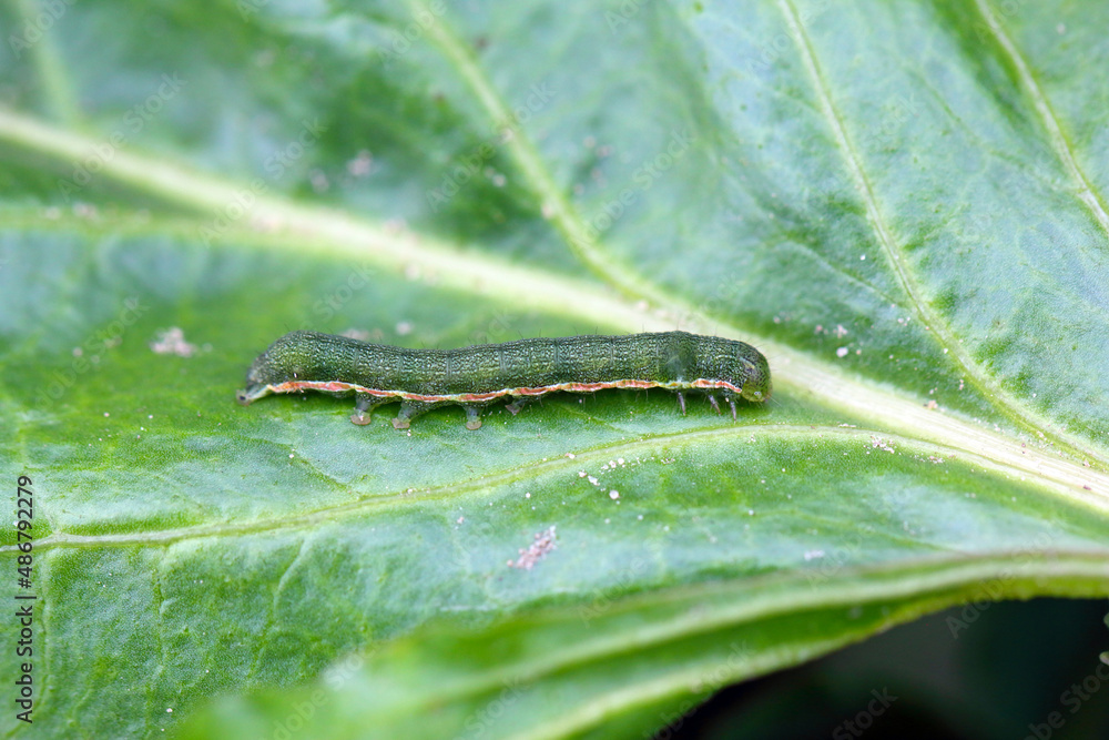 Young caterpillar of the cabbage moth (Mamestra brassicae) on a sugar beet leaf.