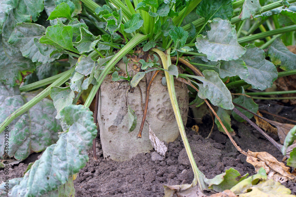 Fototapeta premium Sugar beet root damaged by agrophagous caterpillars of Noctuidae family - owlet moths.