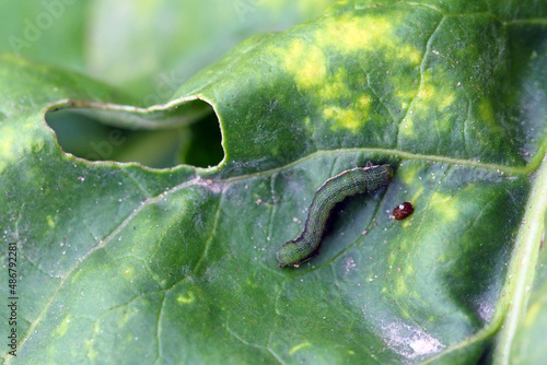 Young caterpillar of the cabbage moth (Mamestra brassicae) on a sugar beet leaf. photo