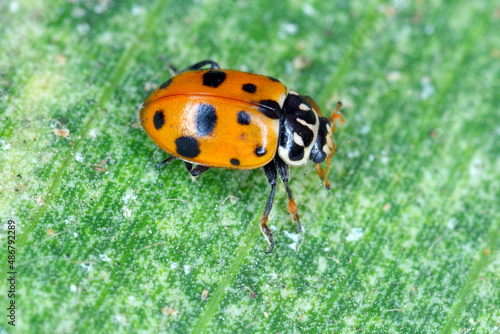 ladybird beetle of the genus Hippodamia - Coccinellidae. © Tomasz