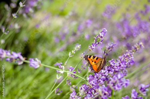  Kolorowy motyl spijający nektar kwiaty lawendy rozmyte tło 