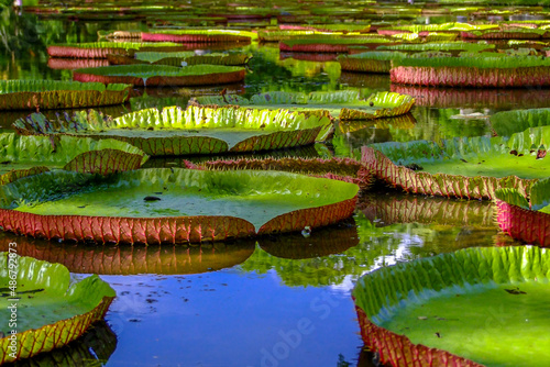 Water lilies Pamplemousses Mauritius
