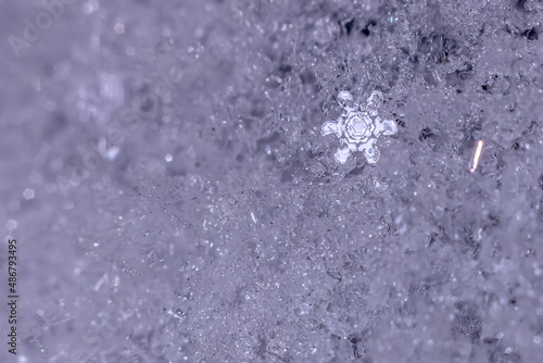 snowflake in the snow © Алексей Чеботарев