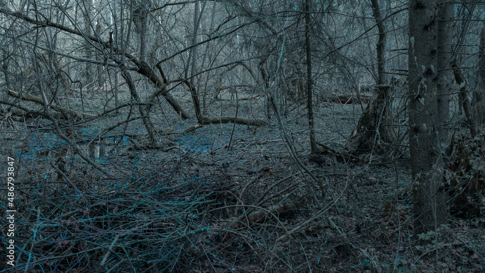 Panoramic view of the dense spring forest in the swamp. Atmospheric fabulous spring landscape. Panoramic view of the dense spring forest in the swamp. Atmospheric fabulous spring landscape.