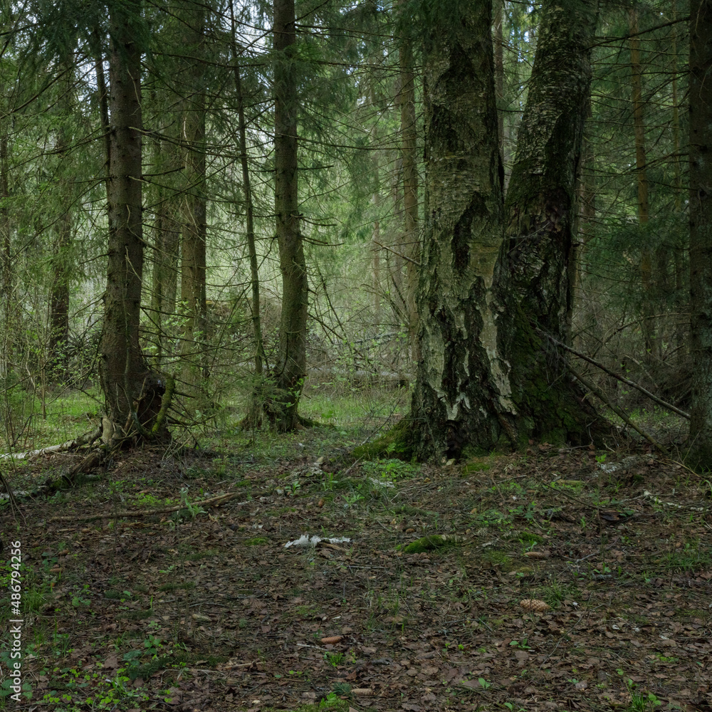 Obraz premium Panoramic view of the dense spring forest in the swamp. Atmospheric fabulous spring landscape.