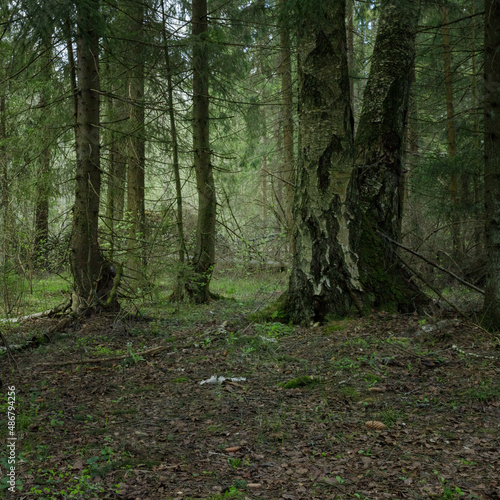 Panoramic view of the dense spring forest in the swamp. Atmospheric fabulous spring landscape.