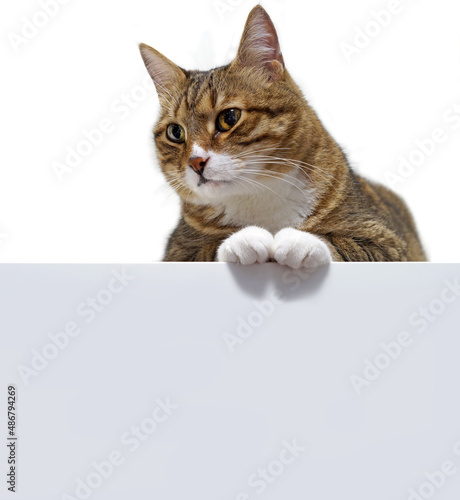 Tabby cat sit down over empty white banner. Isolated on white background. Space for text.