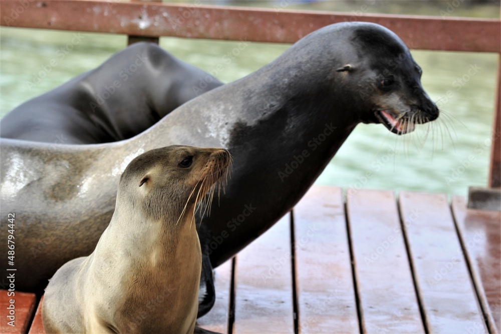 Naklejka premium seal