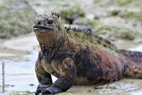 marine iguana