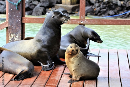 Fototapeta kuchenna seal