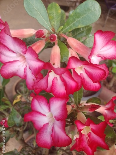pink flower in the garden