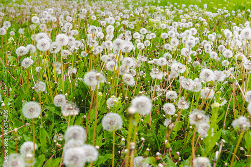 A field of dandelions flowers with bright green leaves in early summer