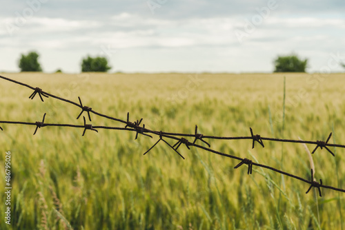 Barbed wire over a wheat field under the sky with clouds. Countryside background