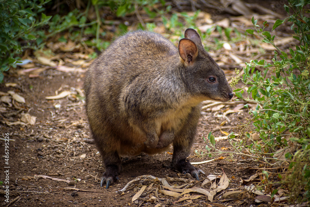 Obraz premium Pademelon the smallest member of the Kangaroo family found in You Yangs National Park in west of Melbourne Victoria Australia