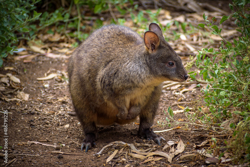 Pademelon the smallest member of the Kangaroo family found in You Yangs National Park in west of Melbourne Victoria Australia