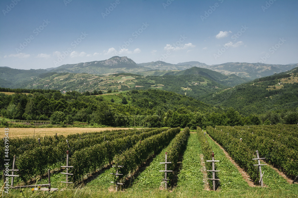 Fototapeta premium View on a vineyard in Serbia countryside