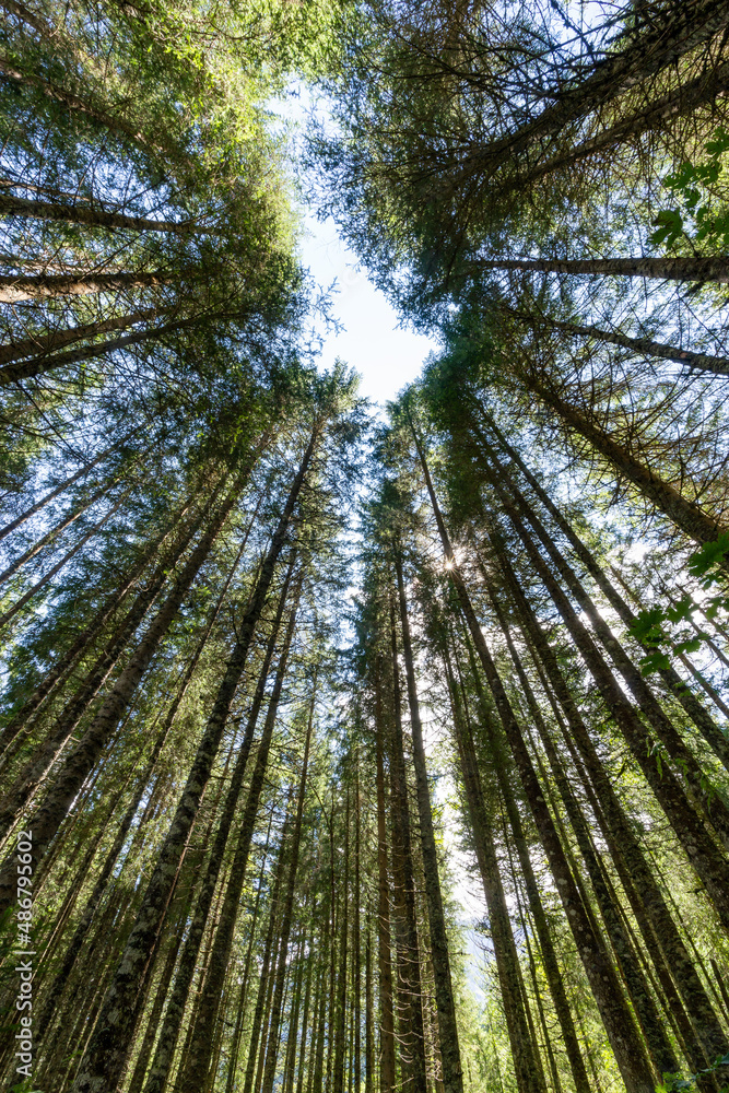 Fototapeta premium Forest full of tall trees