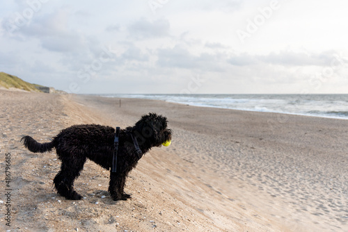 Fototapeta Naklejka Na Ścianę i Meble -  black labradoodle dog on lonesome beach in Jütland, Denmark, yellow tennis ball, side view
