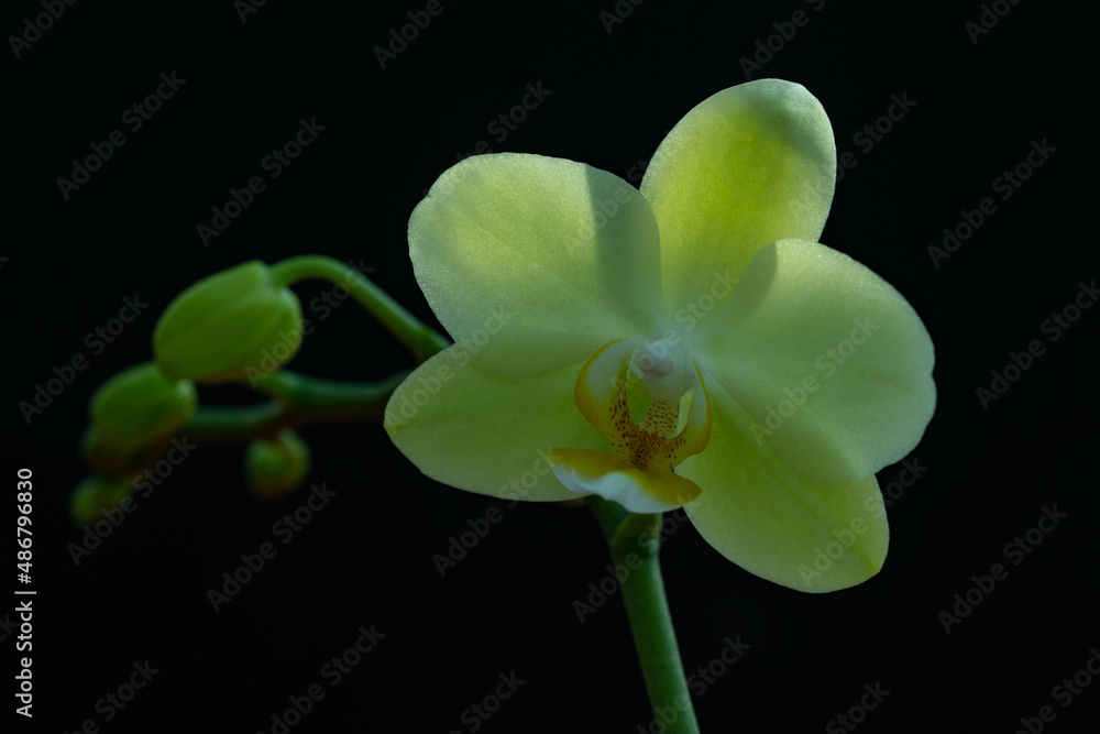 Obraz premium Lemon Lime Phalaenopsis Orchid on Black Background