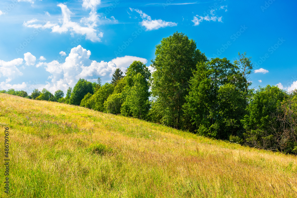 trees on the grassy meadow in afternoon light. beautiful summer landscape of rural pastures in carpathian mountains. warm and sunny weather with fluffy clouds on the sky trees on the grassy meadow in afternoon light. beautiful summer landscape of rural pastures in carpathian mountains. warm and sunny weather with fluffy clouds on the sky