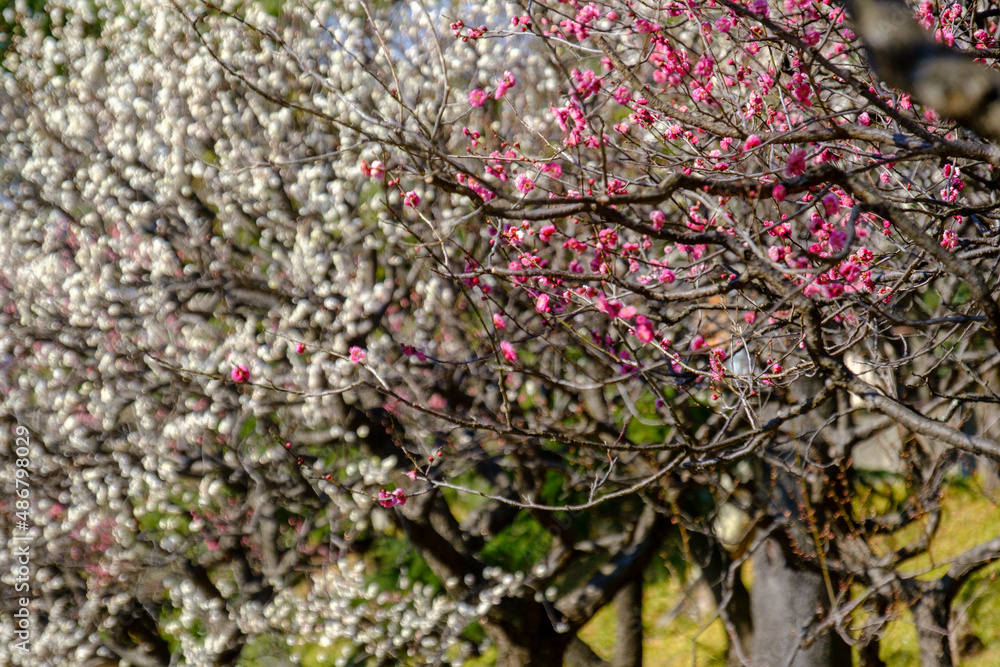 保土谷公園の梅