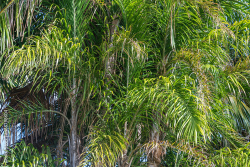 Closeup of fronds of peach palm trees  Bactris gasipaes   native to Central and South America - Florida  USA