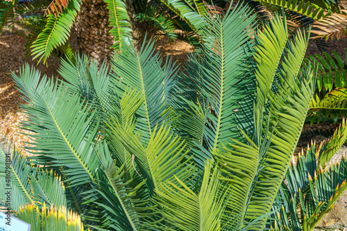 Wallpaper Mural Endangered waxen cycad (Encephalartos cerinus), native to South Africa - Florida, USA Torontodigital.ca