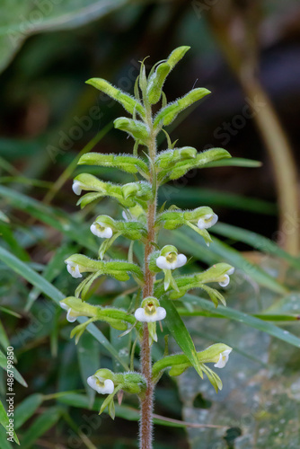 close up of micro white flowers