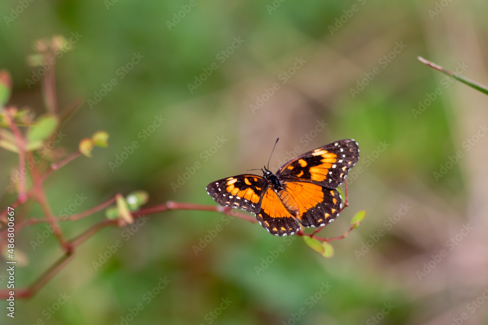 Orange and black butterfly on a branch Orange and black butterfly on a branch